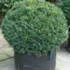 Taxusbol (Taxus Baccata) -Garden Plants Series Store 20120213101841 16 1