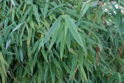 Niet Woekerende Bamboe (Fargesia Murieliae 'Simba') -Garden Plants Series Store 20120213125522 6 2