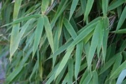 Niet Woekerende Bamboe (Fargesia 'Great Wall') -Garden Plants Series Store 20120213125547 7