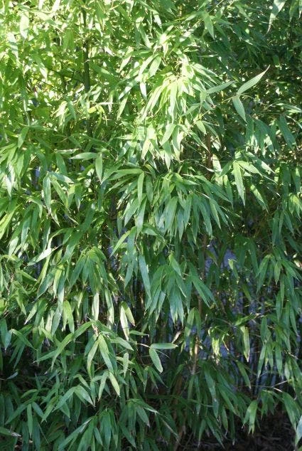 Niet Woekerende Bamboe (Fargesia 'Great Wall') 5 Niet Woekerende Bamboe (Fargesia 'Great Wall') - Image 3