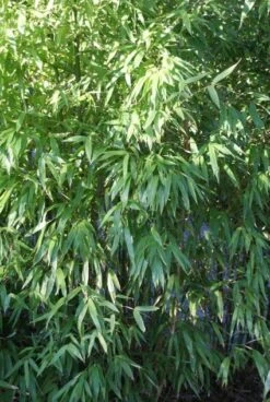 Niet Woekerende Bamboe (Fargesia 'Great Wall') -Garden Plants Series Store 20120213125631 7