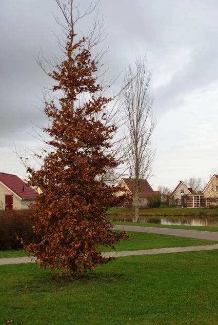 Beukenboom (Fagus Sylvatica) 10 Beukenboom (Fagus Sylvatica) - Image 8