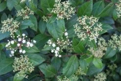 Groenblijvende Sneeuwbal (Viburnum Tinus 'Eve Price') -Garden Plants Series Store 20120213144628 50 10 2
