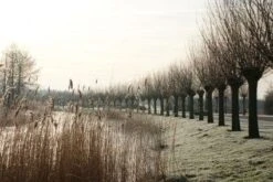 Knotwilg (Salix Alba) 19 Knotwilg (Salix Alba) -Garden Plants Series Store 20120213152215 13 1