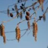 Hartbladige Els (Alnus Cordata) -Garden Plants Series Store 20120213152410 10