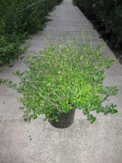 Dwerg Sering (Syringa Meyeri 'Palibin') -Garden Plants Series Store 20120213153136 6