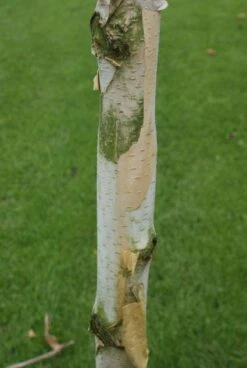 Witte Berk (Betula Utilis 'Doorenbos') 9 Witte Berk (Betula Utilis 'Doorenbos') -Garden Plants Series Store 20120213154705 14