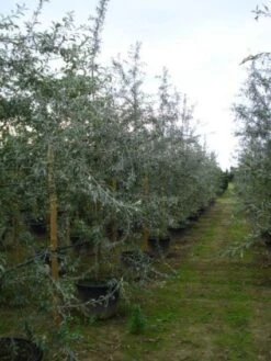 Sierpeer Als Struik (Pyrus Salicifolia 'Pendula') -Garden Plants Series Store 20120213155559 6