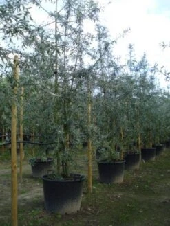 Sierpeer Als Struik (Pyrus Salicifolia 'Pendula') -Garden Plants Series Store 20120213155637 6