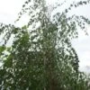 Treurberk (Betula Pendula 'Tristis') -Garden Plants Series Store 20120213161419 12 2