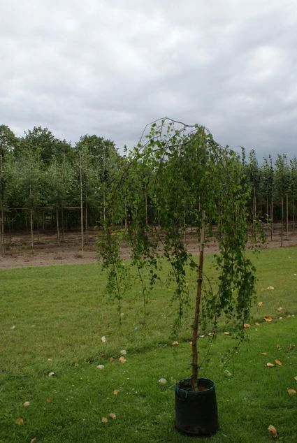 Prieelberk (Betula Pendula 'Youngii') 4 Prieelberk (Betula Pendula 'Youngii') - Image 2