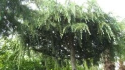 Ceder Als Dakboom (Cedrus Deodara 'Pendula') -Garden Plants Series Store 20120213162209 3 2