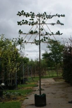 Leilinde (Tilia Vulgaris 'Pallida') -Garden Plants Series Store 20120213163129 12