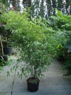 Bamboe (Phyllostachys Nigra) -Garden Plants Series Store 20120213164648 13
