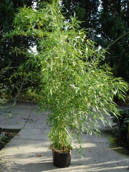 Bamboe (Phyllostachys Aureosulcata 'Spectabilis') 4 Bamboe (Phyllostachys Aureosulcata 'Spectabilis') - Image 2