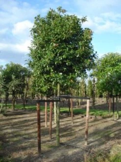 Glansmispel Als Boom (Photinia Fraseri 'Red Robin') -Garden Plants Series Store 20120214125941 9