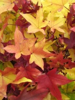 Amberboom Als Dakboom (Liquidambar Styraciflua) 7 Amberboom Als Dakboom (Liquidambar Styraciflua) -Garden Plants Series Store 20120214132704 4