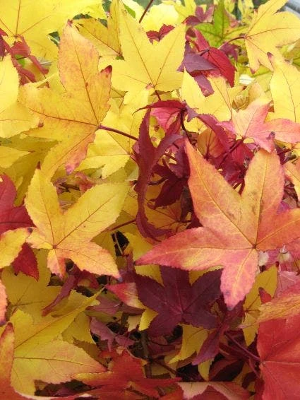 Amberboom Als Dakboom (Liquidambar Styraciflua) 4 Amberboom Als Dakboom (Liquidambar Styraciflua) - Image 2