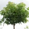 Amberboom (Liquidambar 'Gum Ball') -Garden Plants Series Store 20120214133029 10