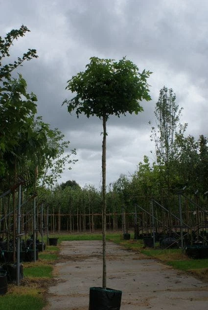 Amberboom (Liquidambar 'Gum Ball') 5 Amberboom (Liquidambar 'Gum Ball') - Image 3