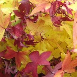 Amberboom (Liquidambar Styraciflua 'Worplesdon') 9 Amberboom (Liquidambar Styraciflua 'Worplesdon') -Garden Plants Series Store 20120214133347 20 1