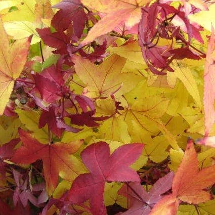 Amberboom (Liquidambar Styraciflua 'Worplesdon') 6 Amberboom (Liquidambar Styraciflua 'Worplesdon') - Image 4