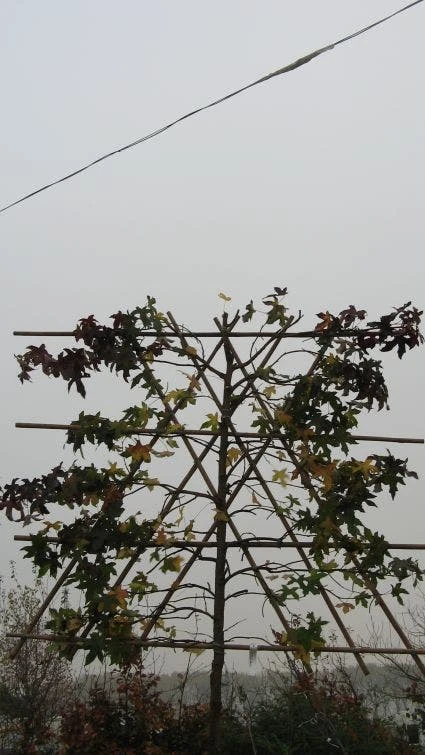 Amberboom Als Leiboom (Liquidambar Styraciflua) 7 Amberboom Als Leiboom (Liquidambar Styraciflua) - Image 5