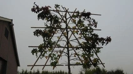 Amberboom Als Leiboom (Liquidambar Styraciflua) 8 Amberboom Als Leiboom (Liquidambar Styraciflua) - Image 6