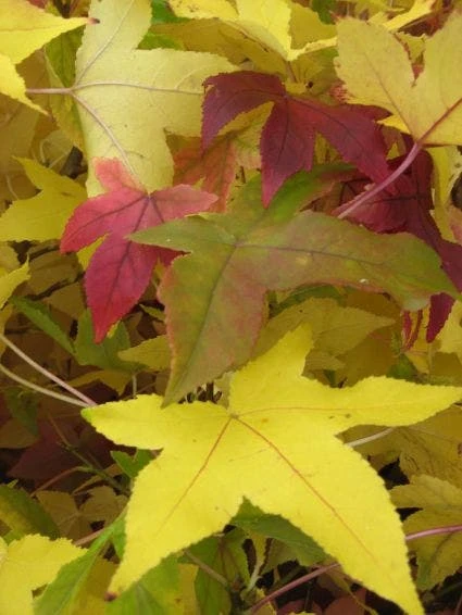 Amberboom Als Leiboom (Liquidambar Styraciflua) 9 Amberboom Als Leiboom (Liquidambar Styraciflua) - Image 7