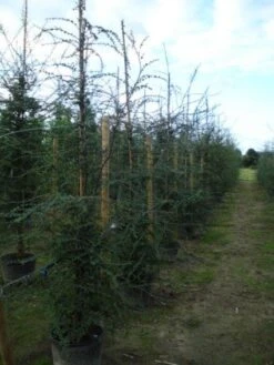 Schijnbeuk (Nothofagus Antarctica) -Garden Plants Series Store 20120214134552 10