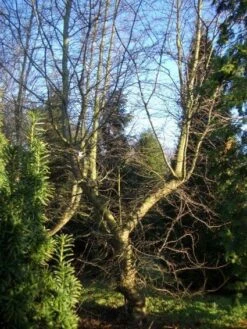 Schijnbeuk (Nothofagus Antarctica) -Garden Plants Series Store 20120214134607 10