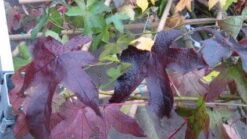 Amberboom Als Leivorm (Liquidambar Styraciflua 'Worplesdon') -Garden Plants Series Store 20120214135312 2