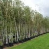 Meerstammige Berk (Betula Pendula) -Garden Plants Series Store 20120214140104 4 2