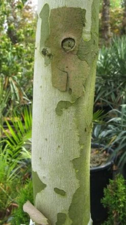 Bolplataan (Platanus 'Alphen's Globe') -Garden Plants Series Store 20120214140558 8