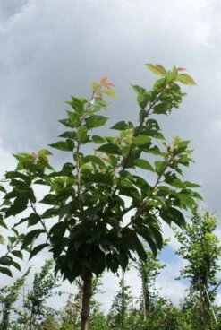Japanse Sierkers (Prunus Serrulata 'Kanzan') -Garden Plants Series Store 20120214142932 16 1