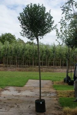 Bolprunus (Prunus Eminens 'Umbraculifera') -Garden Plants Series Store 20120214143257 16