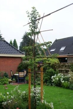 Sierpeer Als Leiboom (Pyrus Calleryana 'Chanticleer')