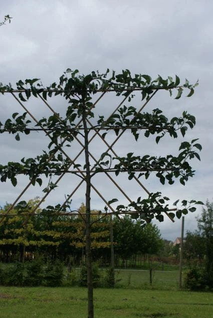 Sierpeer Als Leiboom (Pyrus Calleryana 'Chanticleer') 4 Sierpeer Als Leiboom (Pyrus Calleryana 'Chanticleer') - Image 2