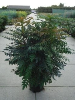Mahoniestruik (Mahonia Media 'Winter Sun') -Garden Plants Series Store 20120214143611 11