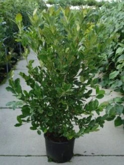 Stermagnolia (Magnolia Stellata) 30 Stermagnolia (Magnolia Stellata) -Garden Plants Series Store 20120214143817 13 1