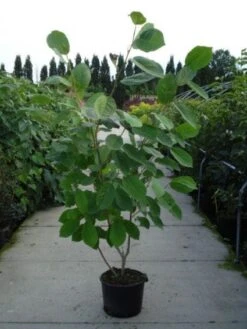 Beverboom (Magnolia Sieboldii) -Garden Plants Series Store 20120214144004 8