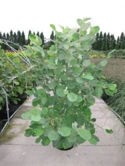 Beverboom (Magnolia Sieboldii) -Garden Plants Series Store 20120214144026 8 1