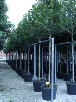 Beverboom (Magnolia Kobus) -Garden Plants Series Store 20120214144339 19 1