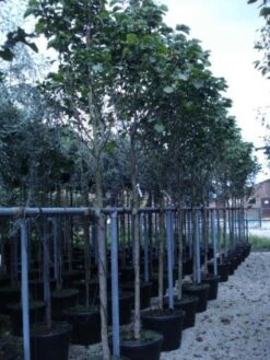 Beverboom (Magnolia 'Galaxy') -Garden Plants Series Store 20120214144656 7