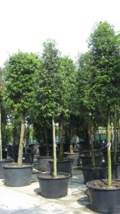 Steeneik Als Boom (Quercus Ilex) -Garden Plants Series Store 20120214144759 14