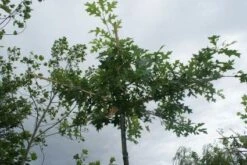 Moeraseik Als Dakboom (Quercus Palustris) -Garden Plants Series Store 20120214144915 10