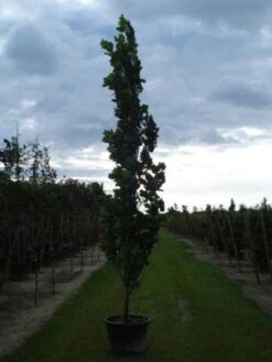 Tulpenboom (Liriodendron Tulipfera 'Fastigiata') -Garden Plants Series Store 20120214150926 6