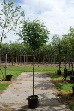 Bolacacia (Robinia Pseudoacacia 'Umbraculifera') -Garden Plants Series Store 20120214153924 24 1
