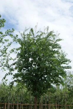 Bolacacia (Robinia Pseudoacacia 'Umbraculifera') -Garden Plants Series Store 20120214154019 24