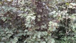 Rode Beukenboom (Fagus Sylvatica 'Atropunicea' ) -Garden Plants Series Store 20120214154608 18